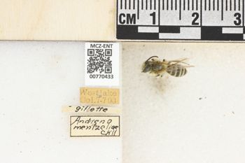 Media type: image;   Entomology 770433 Aspect: Labels